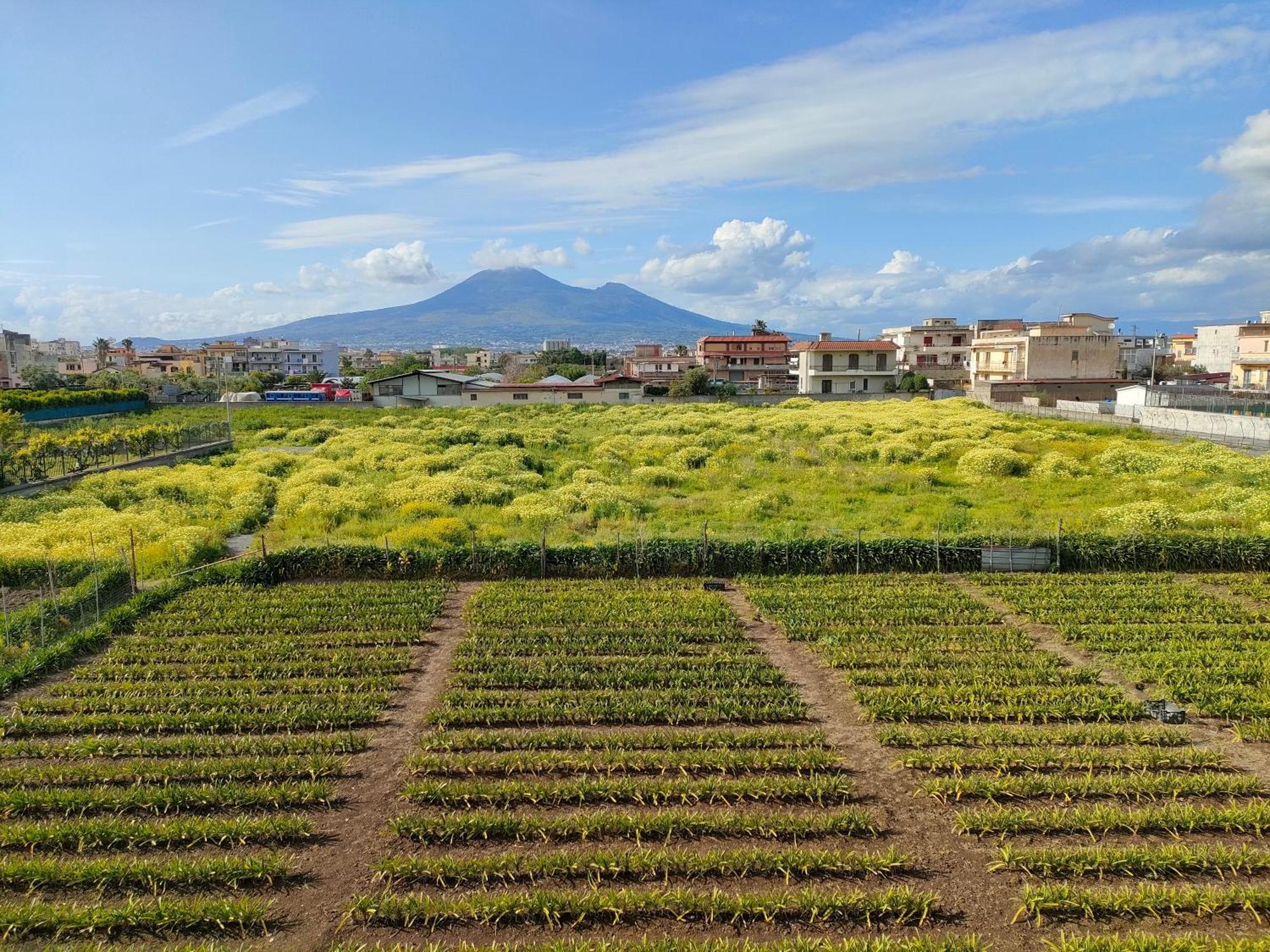 Lilla Housing Apartment Castellammare di Stabia Bagian luar foto